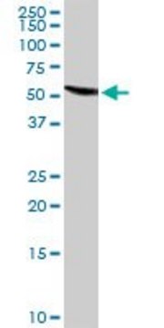 Anti-GC antibody produced in rabbit purified immunoglobulin, buffered aqueous solution