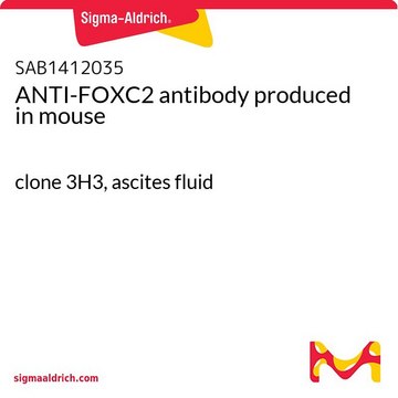 ANTI-FOXC2 antibody produced in mouse clone 3H3, ascites fluid