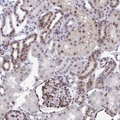 Anti-RBPMS antibody produced in rabbit Prestige Antibodies® Powered by Atlas Antibodies, affinity isolated antibody, buffered aqueous glycerol solution