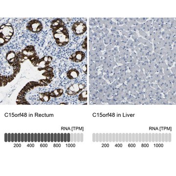 Anti-C15orf48 antibody produced in rabbit Prestige Antibodies&#174; Powered by Atlas Antibodies, affinity isolated antibody, buffered aqueous glycerol solution