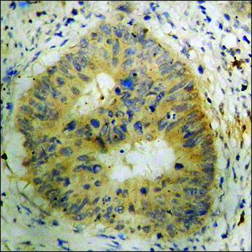 Anti-phospho-BAD (pSer112) antibody produced in rabbit affinity isolated antibody