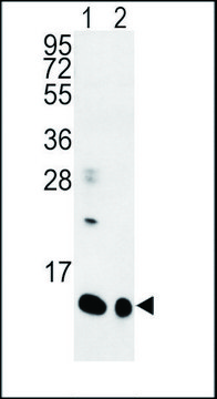 ANTI-SPRR1B (C-TERM) antibody produced in rabbit IgG fraction of antiserum, buffered aqueous solution