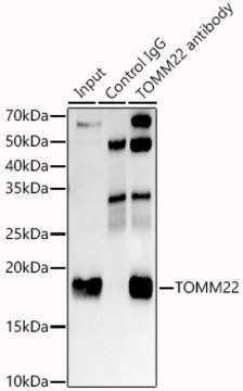 Anti-TOMM22 Antibody, clone 6R1L7, Rabbit Monoclonal