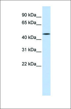 Anti-HNF4A antibody produced in rabbit affinity isolated antibody