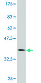 Monoclonal Anti-PTMS antibody produced in mouse clone 2D3, purified immunoglobulin, buffered aqueous solution