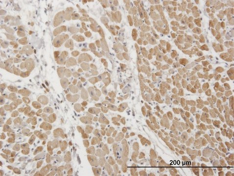 Monoclonal Anti-TNNI3 antibody produced in mouse clone 1E7, purified immunoglobulin, buffered aqueous solution