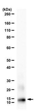 Anti-Resistin from rabbit, purified by affinity chromatography