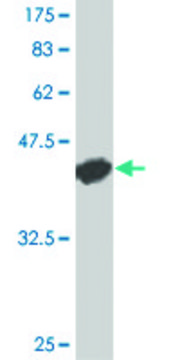 Monoclonal Anti-CD40 antibody produced in mouse clone 1G1, purified immunoglobulin, buffered aqueous solution