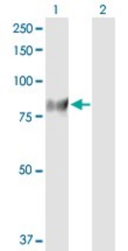 Anti-GUCY1A3 antibody produced in rabbit purified immunoglobulin, buffered aqueous solution