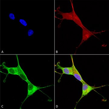 Monoclonal Anti-Ankyrin B - Fitc antibody produced in mouse clone S105-13, purified immunoglobulin