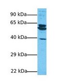 Anti-ARCN1 antibody produced in rabbit affinity isolated antibody