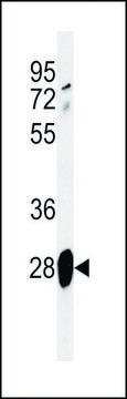 ANTI-ADM (CENTER) antibody produced in rabbit IgG fraction of antiserum, buffered aqueous solution