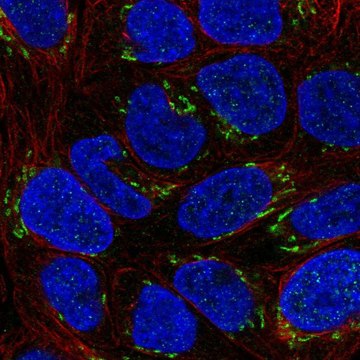 Anti-NTF4 antibody produced in rabbit Prestige Antibodies&#174; Powered by Atlas Antibodies, affinity isolated antibody