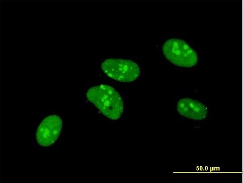 Monoclonal Anti-PKNOX1 antibody produced in mouse clone 2A12, purified immunoglobulin, buffered aqueous solution