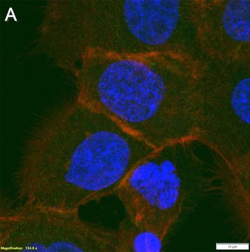 Anti-MRP1 Antibody, clone 1H8 ZooMAb&#174; Rabbit Monoclonal recombinant, expressed in HEK 293 cells