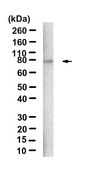 Anti-Perforin-1 Antibody, clone dG9 ZooMAb® Mouse Monoclonal recombinant, expressed in HEK 293 cells