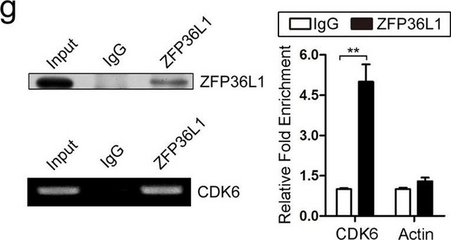 抗-ZFP36L1抗体 from rabbit, purified by affinity chromatography