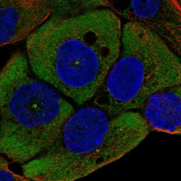 Anti-WNT11 antibody produced in rabbit Prestige Antibodies&#174; Powered by Atlas Antibodies, affinity isolated antibody