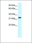 Anti-SIAH1 (AB2) antibody produced in rabbit IgG fraction of antiserum