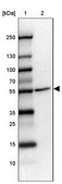 Anti-FOXRED1 antibody produced in rabbit Prestige Antibodies® Powered by Atlas Antibodies, affinity isolated antibody, buffered aqueous glycerol solution