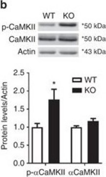 Anti-CaM Kinase II Antibody, &#945; subunit, clone 6G9 clone 6G9, Upstate&#174;, from mouse