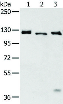 Anti-SLC4A3 affinity isolated antibody