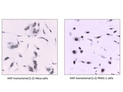 Anti-HAF/SART1 Antibody, clone 1-2 clone 1-2, from mouse