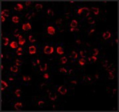 Anti-TRAF3 antibody produced in rabbit affinity isolated antibody, buffered aqueous solution