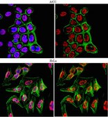 Anti-dimethyl-Histone H4 (Arg3) Symmetric Antibody from rabbit, purified by affinity chromatography