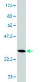 Monoclonal Anti-RGS20 antibody produced in mouse clone 3E10, purified immunoglobulin, buffered aqueous solution