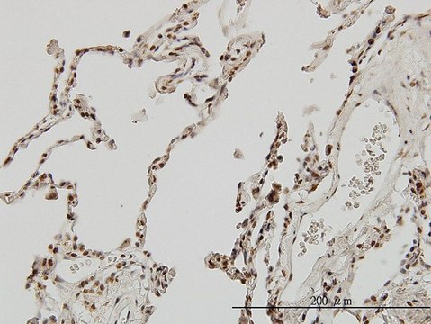 Monoclonal Anti-MEF2A antibody produced in mouse clone 1A10, purified immunoglobulin, buffered aqueous solution