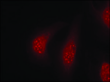 Anti-phospho-RPS6KA1 (pThr348) antibody produced in rabbit affinity isolated antibody