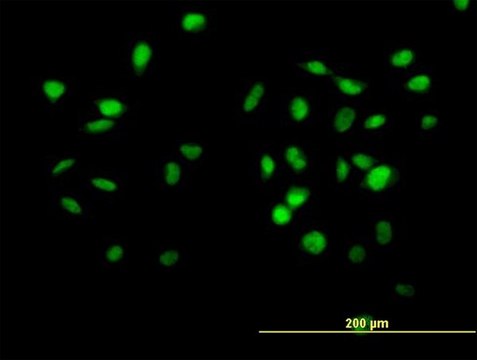 Anti-CUL4B antibody produced in mouse purified immunoglobulin, buffered aqueous solution