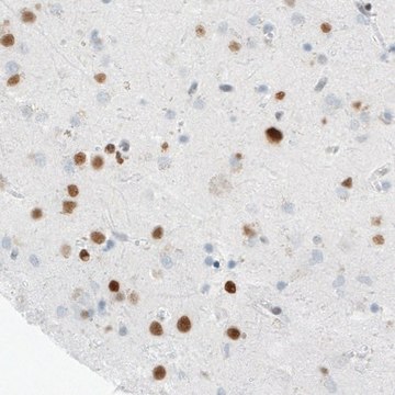 Monoclonal Anti-MEF2C antibody produced in mouse Prestige Antibodies&#174; Powered by Atlas Antibodies, clone CL0369, purified immunoglobulin, buffered aqueous glycerol solution