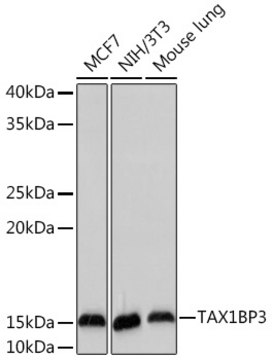 Anti-TAX1BP3 Antibody, clone 9T0I1, Rabbit Monoclonal