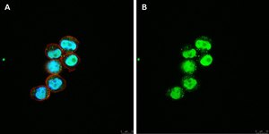 Anti-C-EBP alpha Antibody, clone 2E17, ZooMAb® Rabbit Monoclonal recombinant, expressed in HEK 293 cells