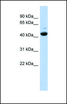 Anti-ATP6V1C1, (N-terminal) antibody produced in rabbit affinity isolated antibody