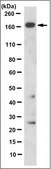 Anti-VprBP Antibody, clone 8A7.2 clone 8A7.2, from mouse, purified by using protein G