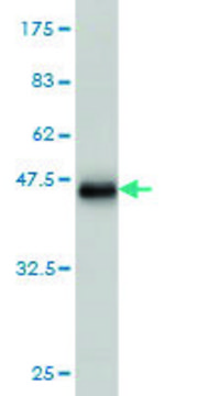 Monoclonal Anti-MFAP3 antibody produced in mouse clone 1C7, purified immunoglobulin, buffered aqueous solution