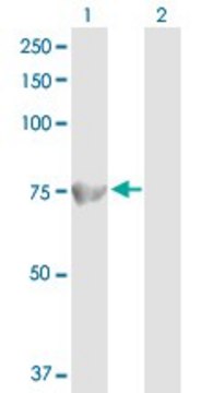 Anti-ACOX1 antibody produced in rabbit purified immunoglobulin, buffered aqueous solution