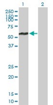 Anti-FBXL17 antibody produced in mouse purified immunoglobulin, buffered aqueous solution