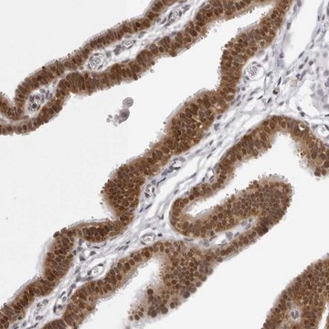 Anti-WDR77 antibody produced in rabbit Prestige Antibodies&#174; Powered by Atlas Antibodies, affinity isolated antibody, buffered aqueous glycerol solution, ab3