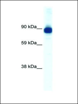 Anti-ACTN2 (AB1) antibody produced in rabbit IgG fraction of antiserum