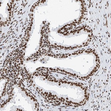 Anti-SRSF6 antibody produced in rabbit Prestige Antibodies&#174; Powered by Atlas Antibodies, affinity isolated antibody, buffered aqueous glycerol solution