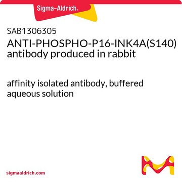 ANTI-PHOSPHO-P16-INK4A(S140) antibody produced in rabbit affinity isolated antibody, buffered aqueous solution