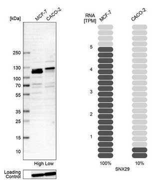 Anti-SNX29 antibody produced in rabbit Prestige Antibodies&#174; Powered by Atlas Antibodies, affinity isolated antibody, buffered aqueous glycerol solution