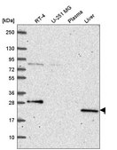 Anti-PRPS2 antibody produced in rabbit Prestige Antibodies® Powered by Atlas Antibodies, affinity isolated antibody