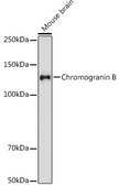 Anti-Chromogranin B Antibody, clone 5N6T1, Rabbit Monoclonal