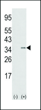 ANTI-SNAIL (N-TERM D24) 兔抗 IgG fraction of antiserum, buffered aqueous solution