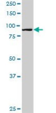 Anti-HOOK1 antibody produced in rabbit purified immunoglobulin, buffered aqueous solution